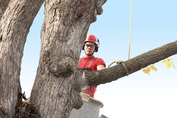 Best Tree and Shrub Care  in Glenpool, OK